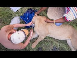 Collaring Kito, The Marsh Pride lion