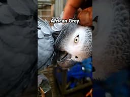 Why some people don't like African Greys? | #ShaikhTanveer #AfricanGreys