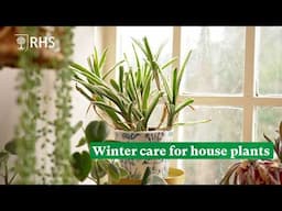 Winter care for houseplants | The RHS