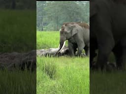 Clash of the Tuskers#wildlife #elephant #optimumtelevision