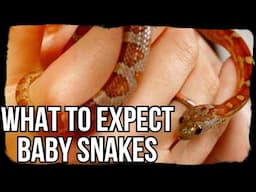 WHAT TO EXPECT: BABY SNAKES (tips, tricks and must-knows)