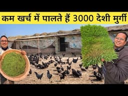 अनोखा चारा बनाकर पाल रहे हैं 3000 देशी मुर्गियां | Desi Poultry Farming Business | Desi Murgi Palan