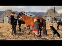 HORSE MILKING | Natural life of a lonely family far away in the mountains