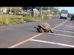 Gigantic Galapagos tortoise stops traffic on Santa Cruz Island