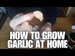 How to Grow Garlic at Home [Container Gardening ]