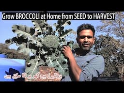 big size vegetable grow at home|HARVEST | بروکلی کے بیچ گھر پر لگا سکتے ہیں