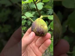 Laghel Fig - Omezzolli Nursery Specialty #fig #figtree #figboss #gardeningtips #fruittrees