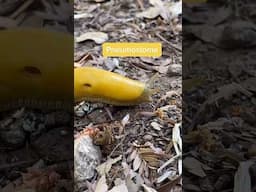 I love banana slugs