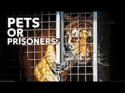 King of Tigers? The Truth About Private Tiger Ownership in America