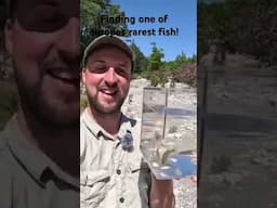 Finding one of Europe’s rarest fish!