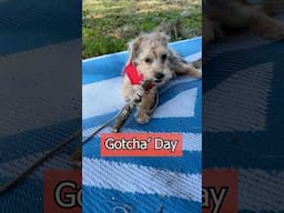 Meet Our Adorable Yorkiepoo Puppy, Gotcha Day!