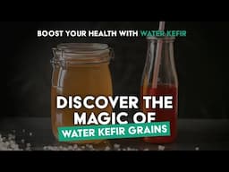 Transform Your Health with Water Kefir Grains – Easy, Refreshing Probiotics at Home!