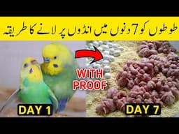 Australian Parrot Breeding Tips In Urdu | Budgies Breeding Progress | Mujeeb Birds Breeding