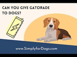 Can You Give Gatorade to Dogs?