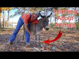 Learning About Farm Animals & Their Feet with Farmer Jason (Educational Farm Video For Kids)