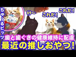 2025ｰ1−19 保護猫たちの「ほっこり猫ライブ」ハッチ＆マック＋黒猫めめ＋がんサバイバーママ Cat live Stream in Japan -Cat Life TV