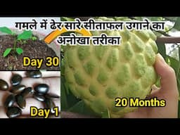 Aise Ugaiye Sitafal /Sharifa 1 Sal Me Fal Dene Lagega | How to grow Custard Apple In Pot