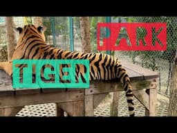 TIGER PARK | PATTAYA || THAILAND |||