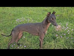 Galgos y Liebres Temporada 2024 - Mufasa (Heredero x Moomblack)