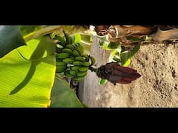 Mexico Fruit Tree of the week: Banana