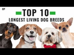 Top 10 Longest Living Dog Breeds