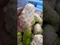 The best home remedy/Noni Fruit #viralvideo #shorts #garden #viral