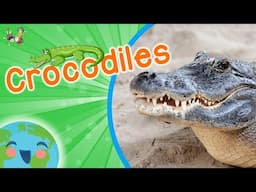 Crocodiles - Animals for Kids (Educational Video for Kids)