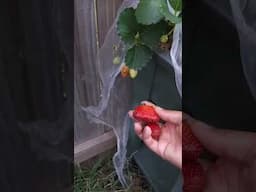 strawberries + basil = basil lemonade #homestead #garden #gardening