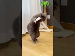 This Funny Cat Went Viral on the Internet #shorts #trending #viralvideos