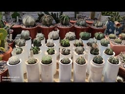 TOUR PELA BANCADA de CACTOS com PEDRINHAS NOVAS. morenaflor e cactos 🌵