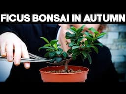 Ficus Bonsai Care - Pruning In Autumn 🌱