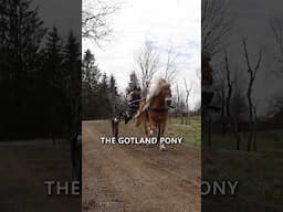 The Gotland Pony!! 😍🐴