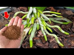 Sprinkle 1 Spoon On Orchid Roots! They Take Root Non-Stop And Bloom Like Crazy!