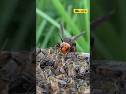 Terrifying Giant hornet (Vespa mandarinia)