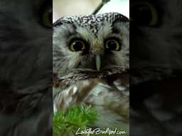 The Adorable Eyes of a Boreal Owl #owl #wildlife #owleyes