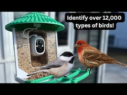 Smart Bird Feeder With AI By Dokoo!! Angels Grove Gardening