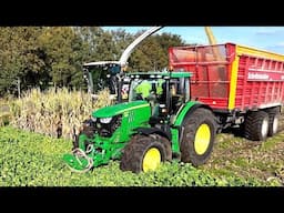 Mais 2024 / Claas Jaguar 950/ John Deere/ JCB 435S  Loonbedrijf  Sandee. 4K.