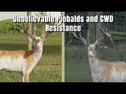 Breeding the Perfect Deer and Piebald in Michigan