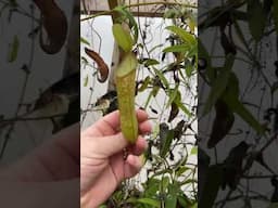 Nepenthes hamata update- We have multiple bloom spikes!