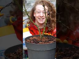 Lime Sulphur Winter Wash on Bonsai Trees