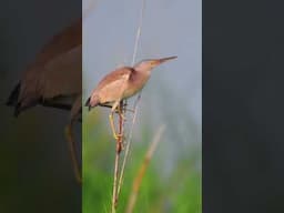 Yellow Bittern Calling #birdsofthephilippines