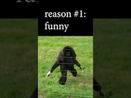 why i like funny monkeys #shorts