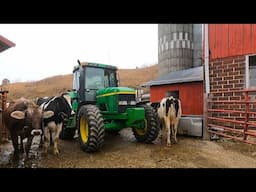 Working With Cattle On A Small Family Dairy Farm!