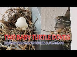 The Growth of Two Baby Turtle Doves on Top of Our Window!