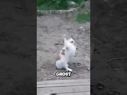 Brave Cat Fighting A Ghost