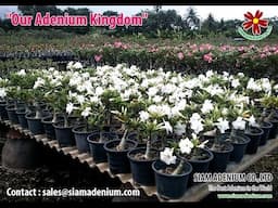 Adenium Plants Export Procedure