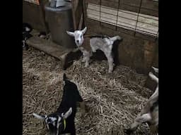 Kidding Season at Goat Milk Stuff - 3/3/24