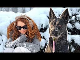 German Shepherd tracks & finds owner for the first time | Girl With Her Dogs