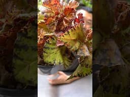 How To Propagate Begonias Like a PRO!