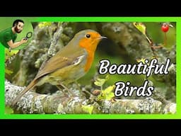 Beautiful Birds - The European Robin